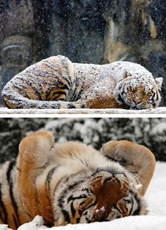 two pictures of tigers in the snow and one is laying on its back with it's eyes closed