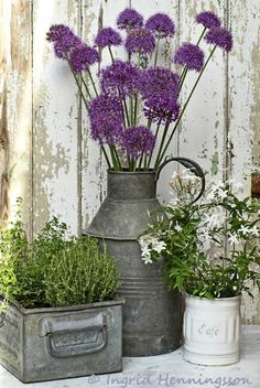 some purple flowers are in an old metal pitcher and two white containers with plants inside