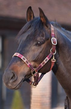 a close up of a horse wearing a bridle and halter on it's head