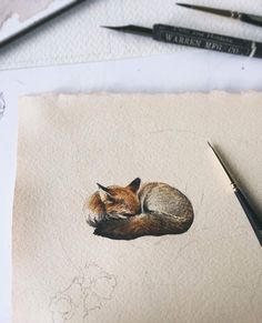 a drawing of a sleeping fox on paper