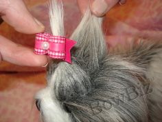 a person holding a small pink bow on top of a dog's head with it's tail