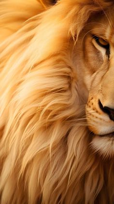 a close up of a lion's face with long hair