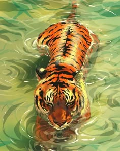 a tiger is swimming in the water