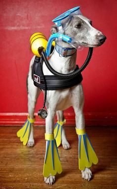 a dog wearing scuba gear and snorkels on it's back legs