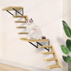 a cat sitting on top of a wooden staircase