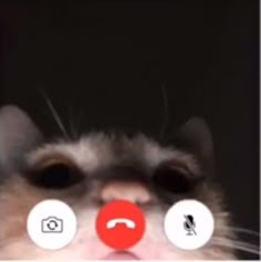 a cat is looking at the camera with two different buttons on it's face