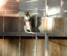 a cat sitting on top of a wooden fence next to a window with shutters