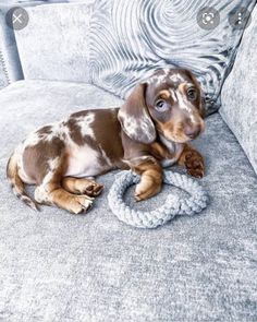 a brown and white dog laying on top of a gray couch next to a rope