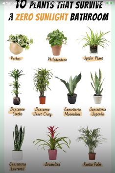 a poster showing different types of plants that survive a zero sunlight bathroom planter