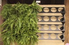 a green plant sitting on top of a wooden shelf next to a wall mounted wine rack