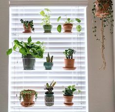 there are many potted plants on the window sill in front of the blinds