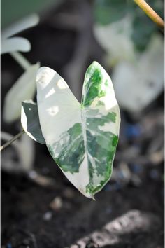 a green and white leaf is on the ground