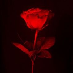 a single red rose is lit up in the dark