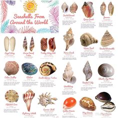 an image of seashells from around the world with their names and pictures on it