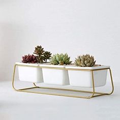 three succulents are in white containers on a gold stand with metal legs