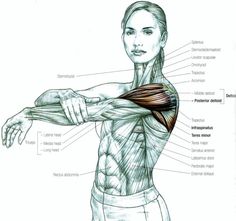 an image of a woman's arm muscles and their corresponding parts in the diagram