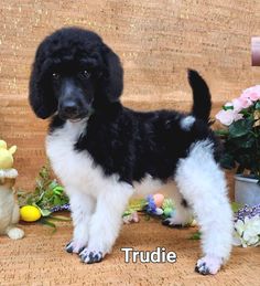 a black and white puppy standing next to flowers