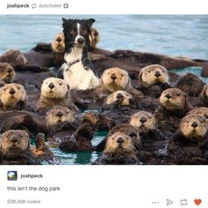 a large group of otters are swimming in the water