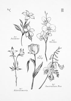 an ink drawing of flowers and their names