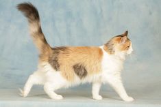 a cat walking across a blue background with it's tail up to the camera