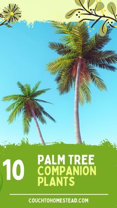 palm trees Palm Tree Types, Sago Palm, Planting Tips, Zone 7, Berry Bushes, Companion Plants, Coconut Palm, Exotic Fruit