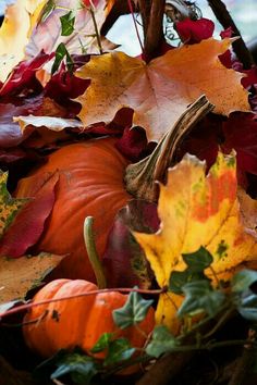 a basket filled with lots of colorful leaves