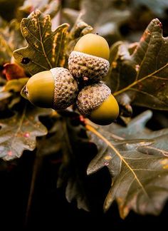 some acorns are growing on the tree