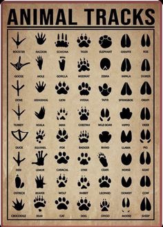 an animal tracks poster with different types of paws