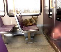 a cat laying on the seat of a train