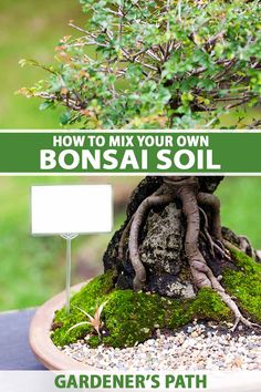 how to mix your own bonsai soil with garden's path - part 1