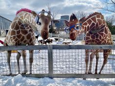 two giraffes standing next to each other behind a fence in the snow