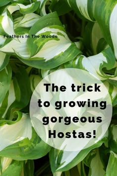 the trick to growing gorgeous hostas