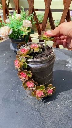 Succulent Diy Ideas, Succulent Diy, Buy Succulents, Succulents Diy, Helpful Tips, Helpful Hints, Succulent, Diy Ideas, Craft Ideas