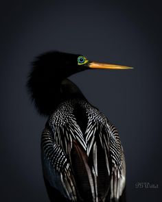 a close up of a bird on a black background