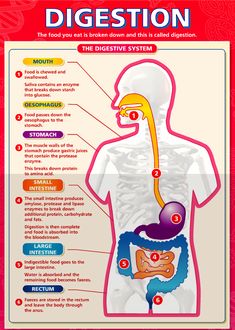 Digestion And Absorption Notes, Biology Digestive System Notes, Science Digestive System Notes, Function Of Digestive System, Digestive System Worksheet, Weak Immune System, Gastric Juice