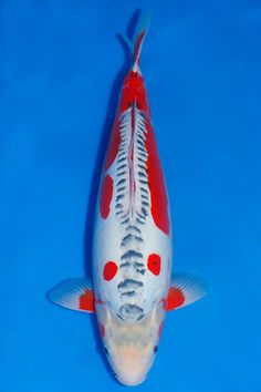 a red and white fish swimming on top of blue water with its tail curled up