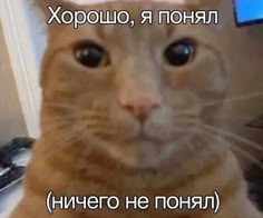 an orange cat sitting in front of a computer monitor with russian writing on it's face