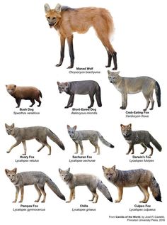 the different types of foxes are shown in this image, with their names and colors