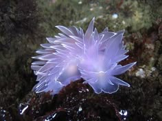 a purple sea anemone sitting on the ocean floor