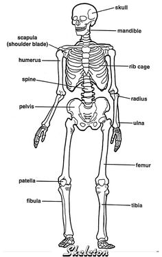 the human skeleton and its major skeletal systems is shown in this black and white diagram