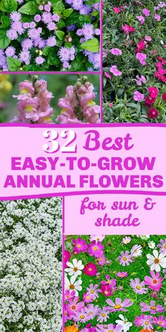 the best annual flowers for sun and shade