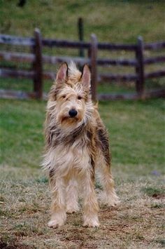 a shaggy dog standing on top of a grass covered field