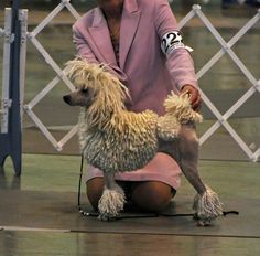 a woman kneeling down petting a small dog