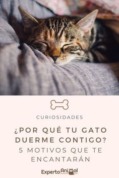 a cat sleeping on top of a bed with the caption'por que tu gato durme contigo? 5 motivos que te encantararan