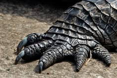 a large turtle laying on the ground with it's foot up to its side