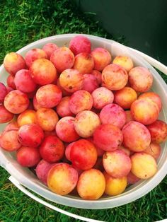 a white bowl filled with lots of peaches on top of green grass next to a trash can