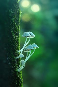 three white mushrooms growing on the side of a mossy tree trunk in front of sunlight