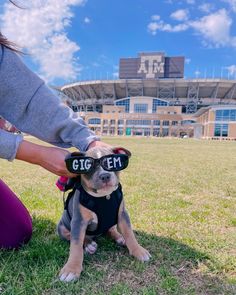 a dog wearing sunglasses sitting on the ground in front of a stadium with its owner