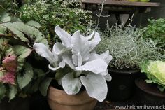 there are many potted plants on the ground in front of each other and one is white