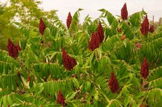 some very pretty red flowers in a big green plant with trees in the back ground